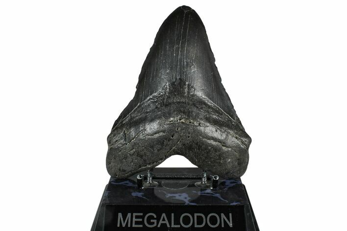 Fossil Megalodon Tooth - South Carolina #375814